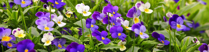 Pany, Pansies, Pansy Flower